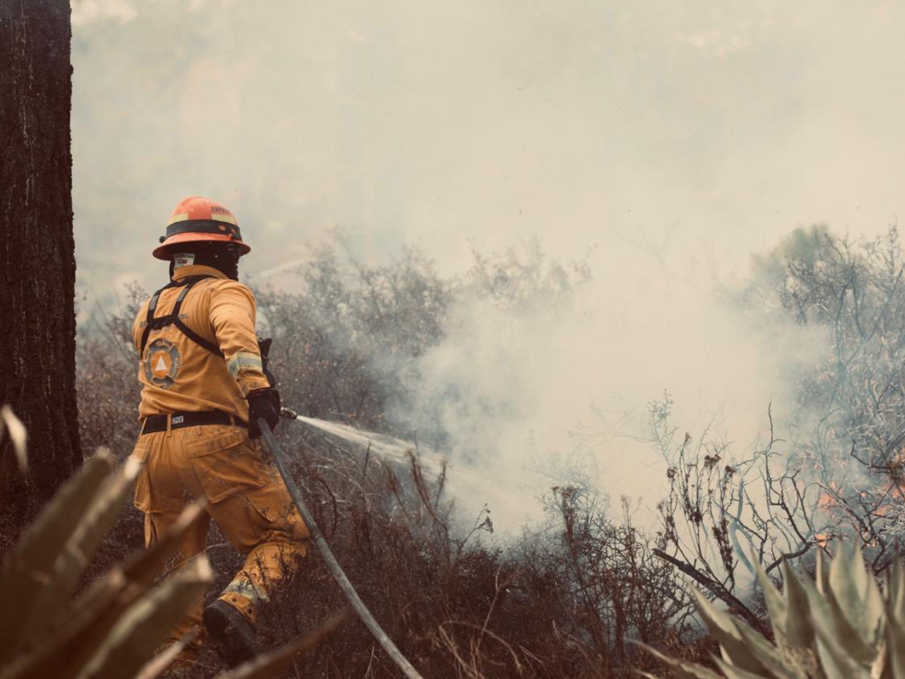 incendios forestales