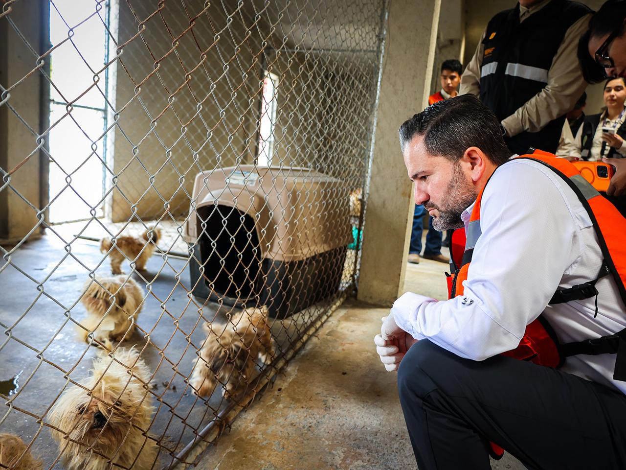 Clausura nueva División Ambiental criadero clandestino en Juárez y asegura 56 perritos en situación de riesgo 