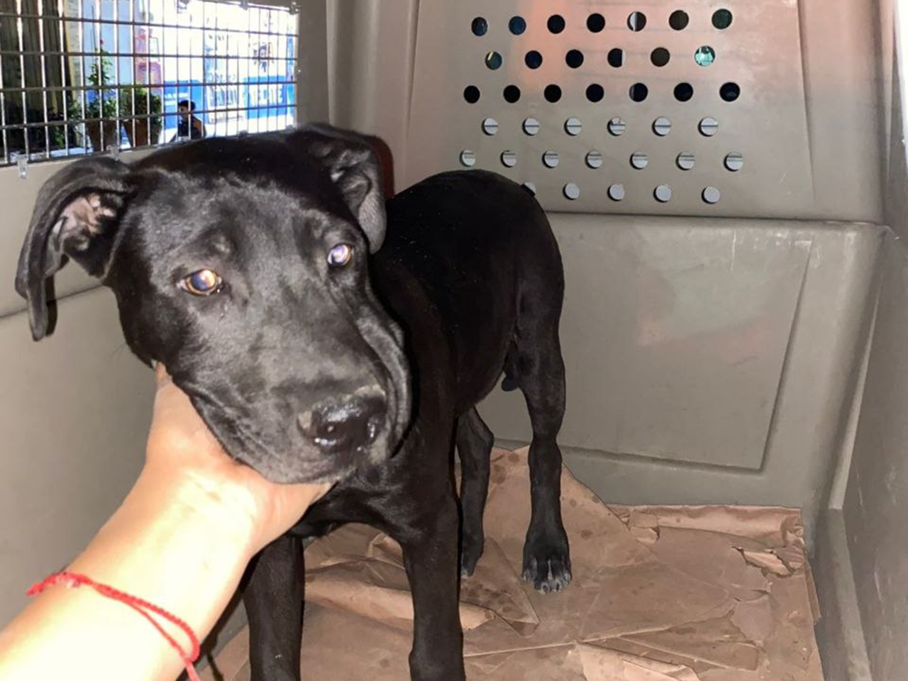  División Ambiental asegura canino en situación de maltrato en Marín