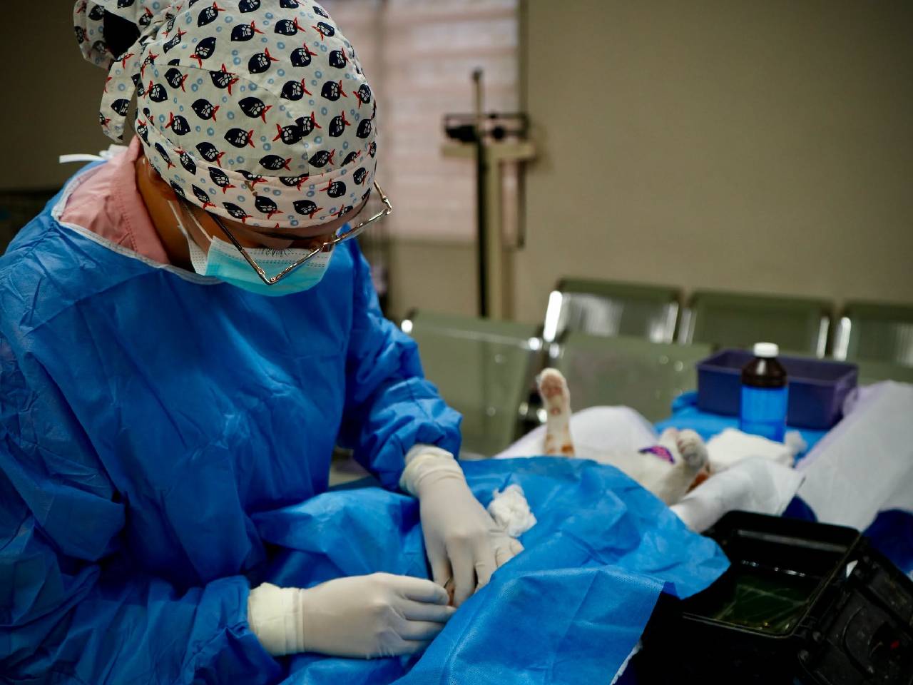 Campaña de esterilización y vacunación antirrábica