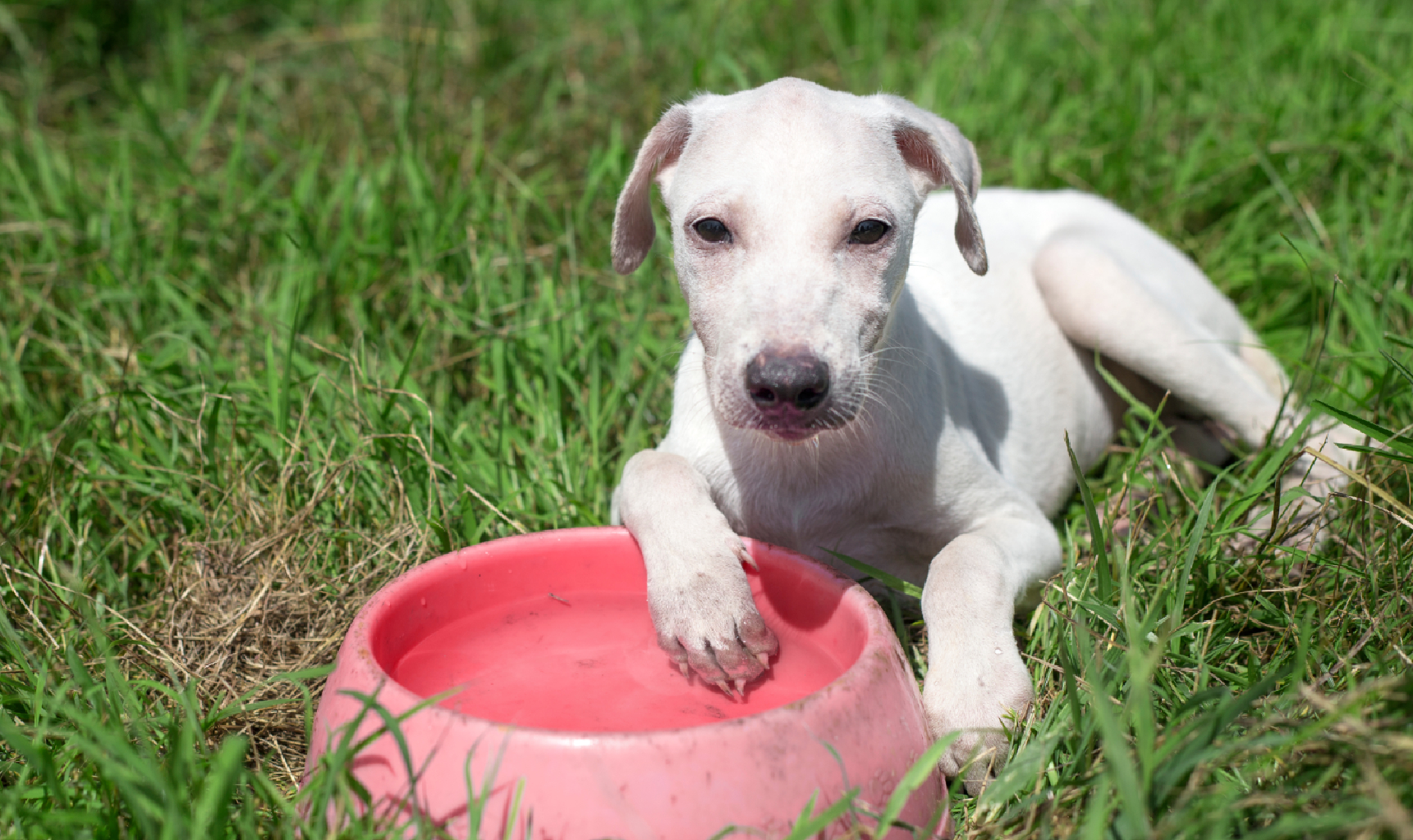 Protege a tus mascotas de las altas temperaturas