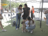 Organiza Participación Ciudadana Encuentro sobre el bienestar animal